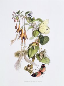 Feasting and Fun among the Fuschias, illustration from 